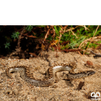 گونه مار بوآی شنی باریک Slender Sand Boa